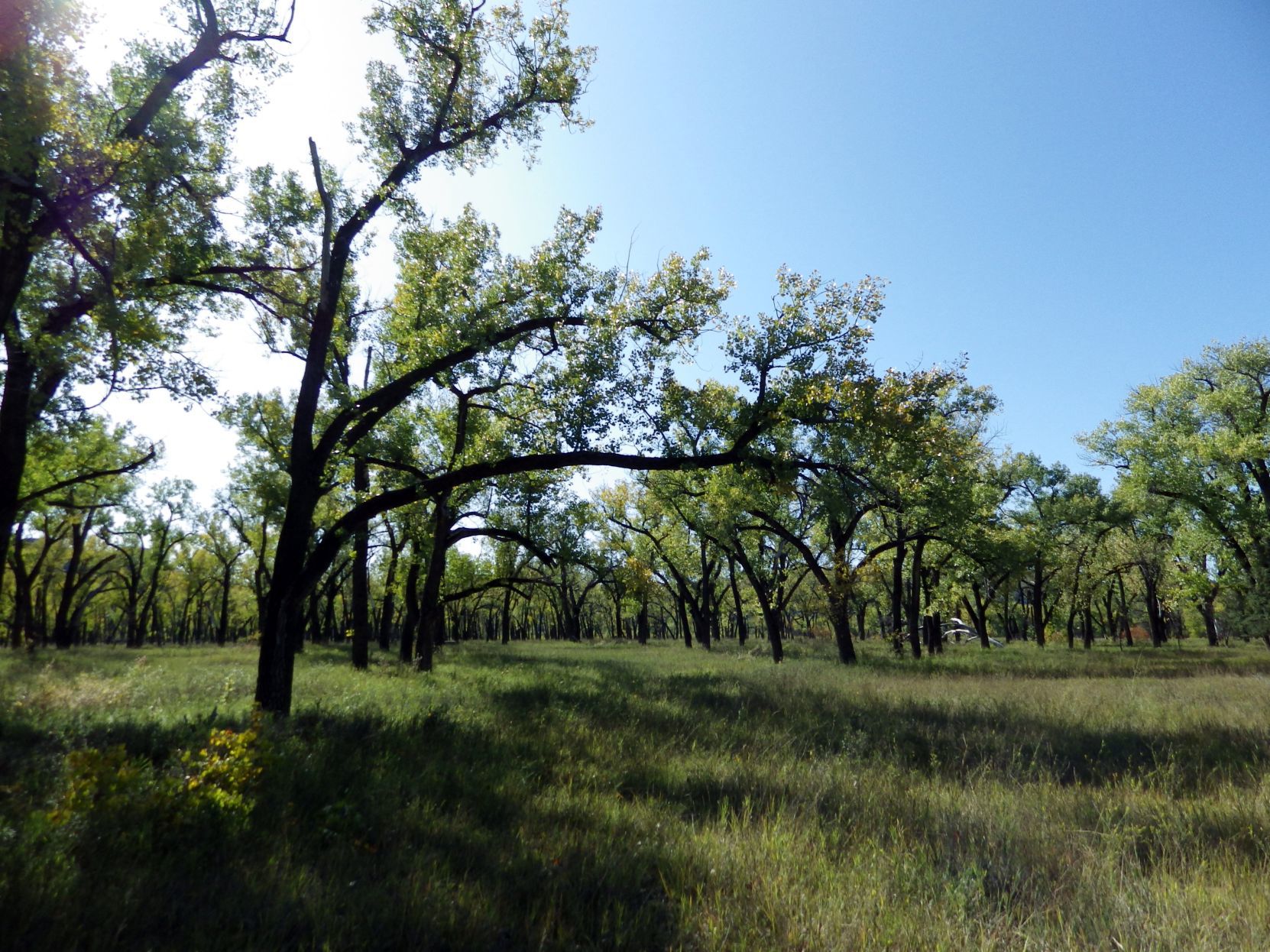 Juniper Campground